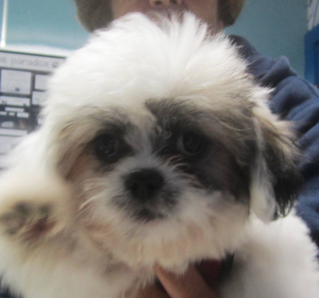 The Animal House Buzzards Bay, MA Annual